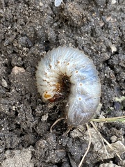 Dynastes tityus