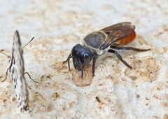Megachile impressa