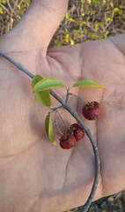Malpighia galeottiana