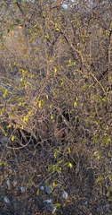 Malpighia galeottiana