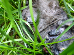 Thanatophilus rugosus