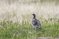 Lagopus muta hyperborea