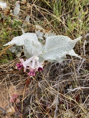 Asclepias californica californica