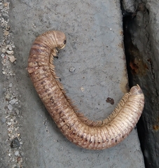 Juliformia