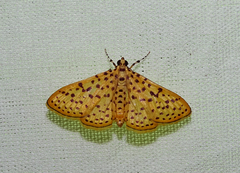 Polygrammodes eleuata