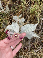 Asclepias californica californica