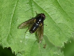 Cheilosia albitarsis