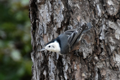 Sitta carolinensis nelsoni