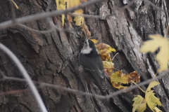 Sitta carolinensis nelsoni