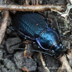 Carabus monilis