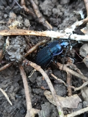 Carabus monilis