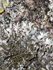 Phaeophyscia orbicularis