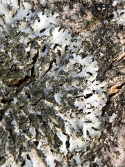 Phaeophyscia orbicularis