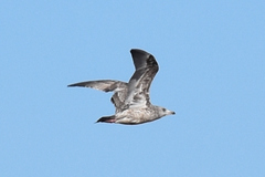 Larus argentatus × glaucescens