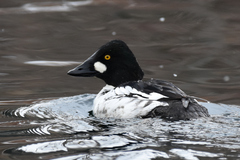 Bucephala clangula