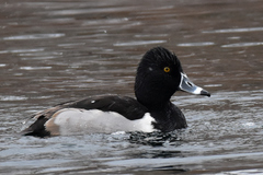 Aythya collaris