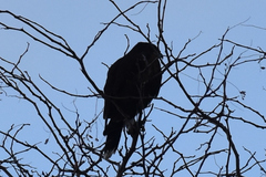 Parabuteo unicinctus