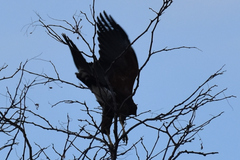 Parabuteo unicinctus
