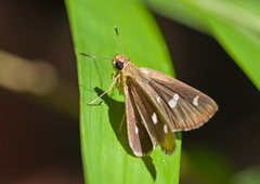 Scobura isota