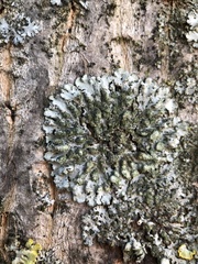 Phaeophyscia orbicularis