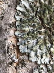 Phaeophyscia orbicularis