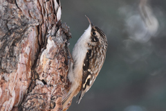 Certhia americana montana