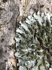 Phaeophyscia orbicularis
