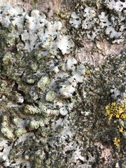 Phaeophyscia orbicularis
