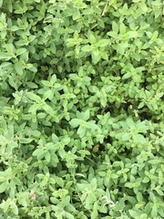 Origanum majorana