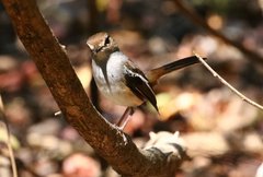 Copsychus albospecularis