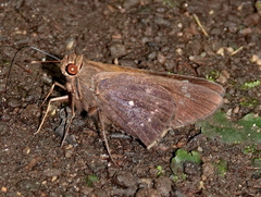 Naevolus orius
