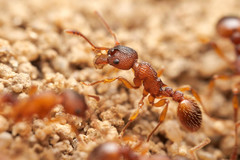 Myrmica sabuleti