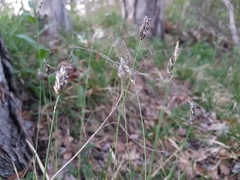 Sesleria albicans