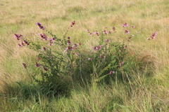 Syncolostemon rotundifolius