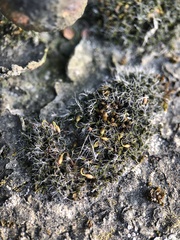 Grimmia pulvinata