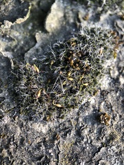 Grimmia pulvinata