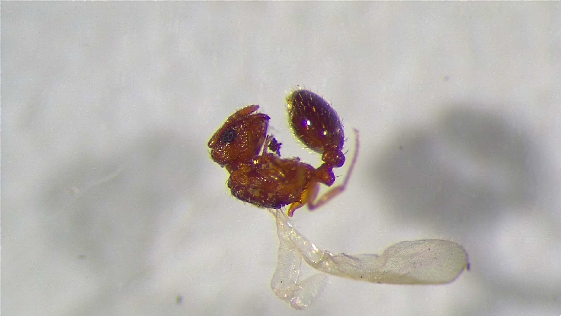 Tetramorium caldarium