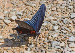 Papilio memnon agenor