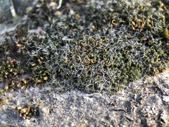 Grimmia pulvinata