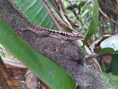 Anolis tropidonotus