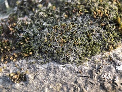 Grimmia pulvinata
