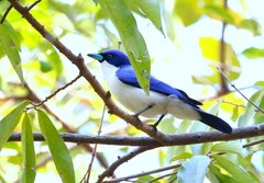 Cyanolanius madagascarinus