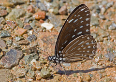 Graphium megarus