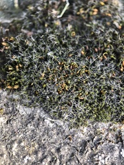Grimmia pulvinata