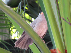 Argya striata