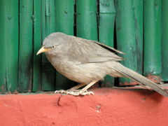 Argya striata