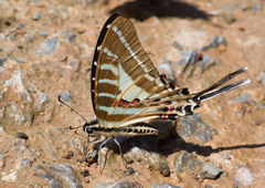 Graphium nomius