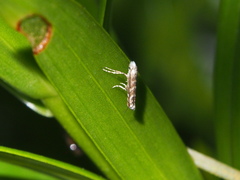 Epicephala albifrons