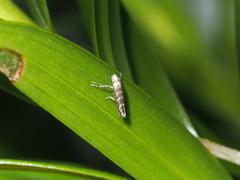 Epicephala albifrons