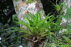 Guzmania monostachia